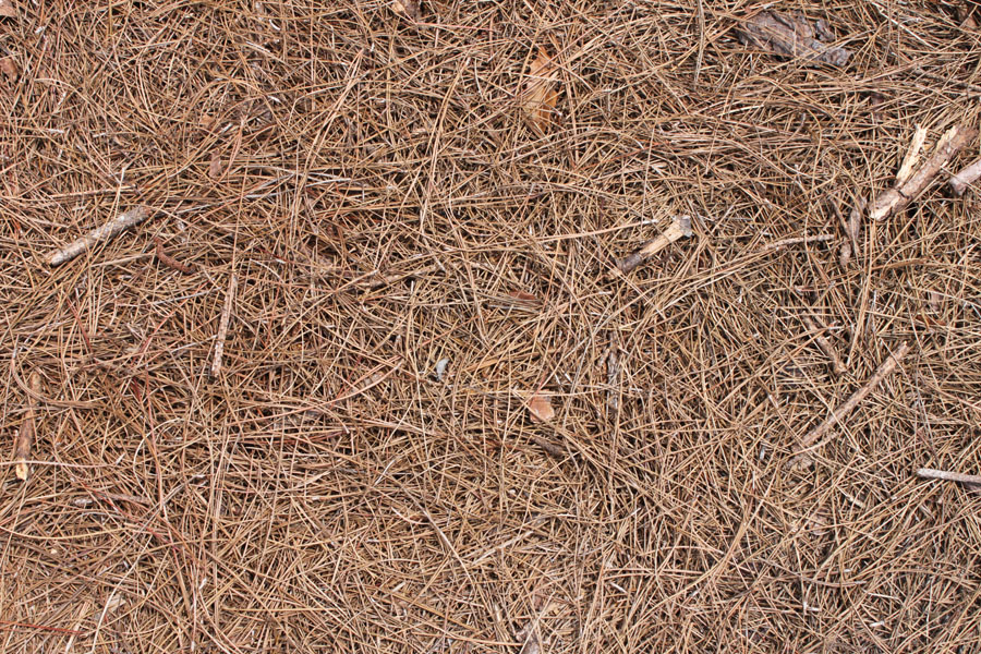 Pine needles