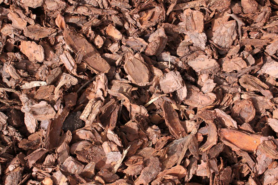 Large pine bark