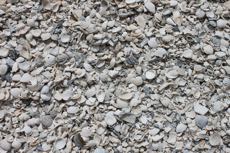 Washed shell